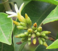 Landolphia kirkii