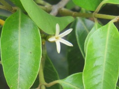 Landolphia kirkii