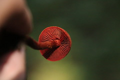 Cortinarius neosanguineus