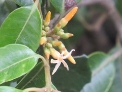 Landolphia kirkii