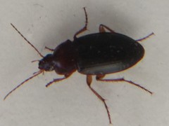 Calathus ruficollis