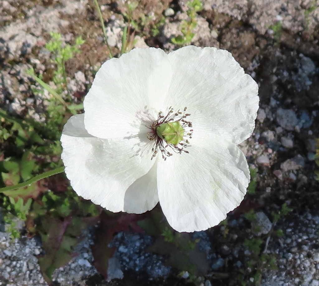 Long-headed poppy from Thessalia, Greece on April 21, 2023 at 10:47 AM ...