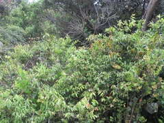 Landolphia kirkii
