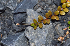 Epilobium microphyllum