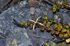 Epilobium microphyllum