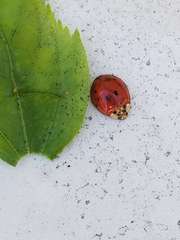 Harmonia axyridis