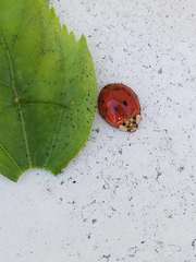 Harmonia axyridis