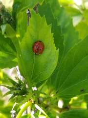 Harmonia axyridis