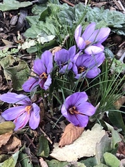 Crocus sativus