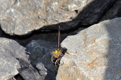 Epilobium microphyllum