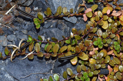 Epilobium microphyllum