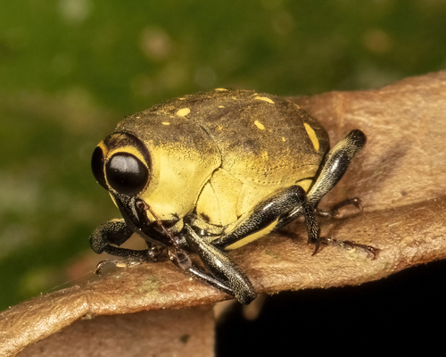 Piazurus sulphuriventris image