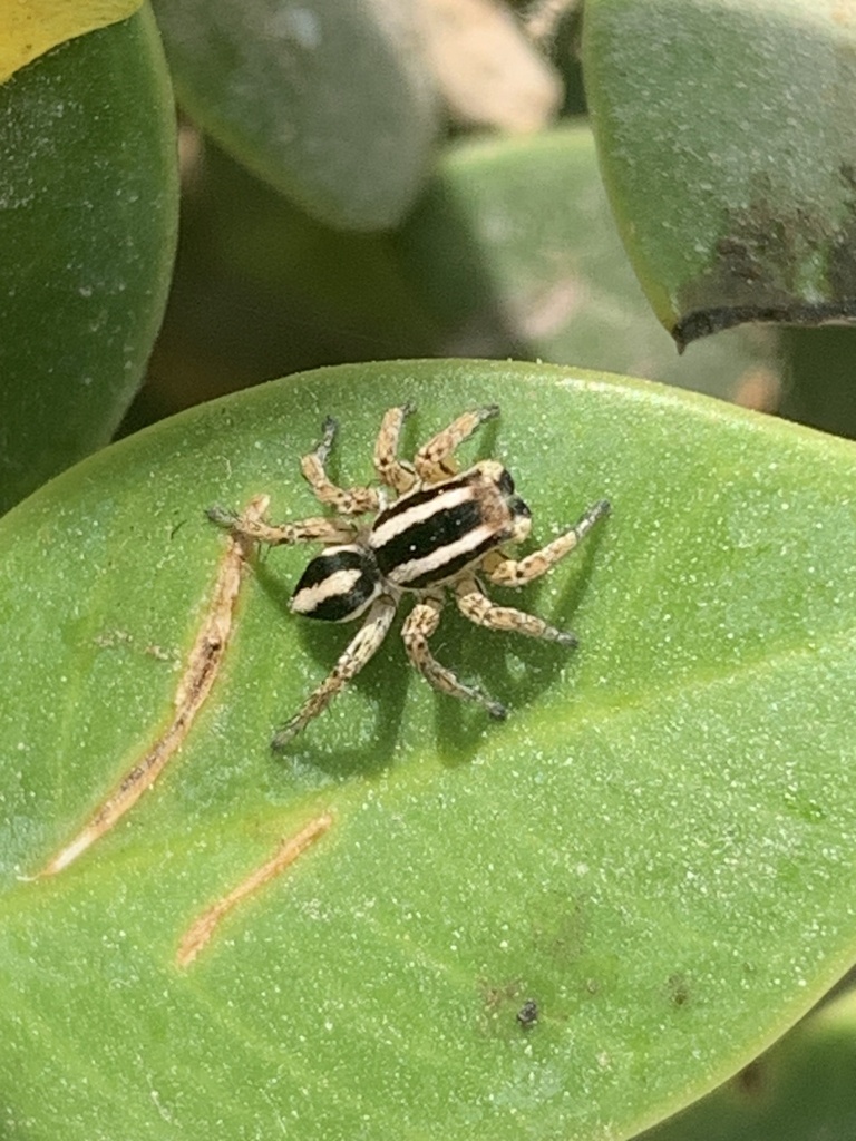 Langona pallida