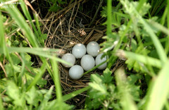 Ixobrychus eurhythmus