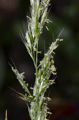 Trisetum arduanum