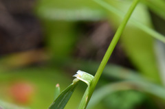 Trisetum arduanum