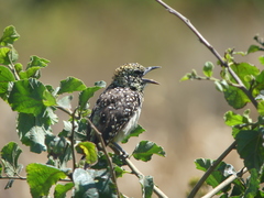 Trachyphonus darnaudii