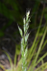 Trisetum arduanum