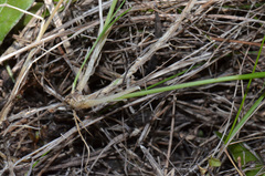 Trisetum arduanum