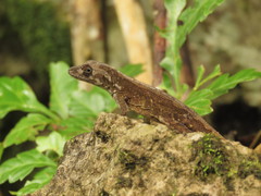 Anolis compressicauda