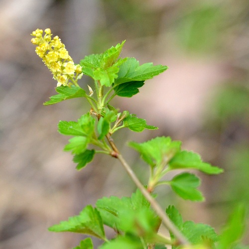 Alpine currant (Ribes alpinum)