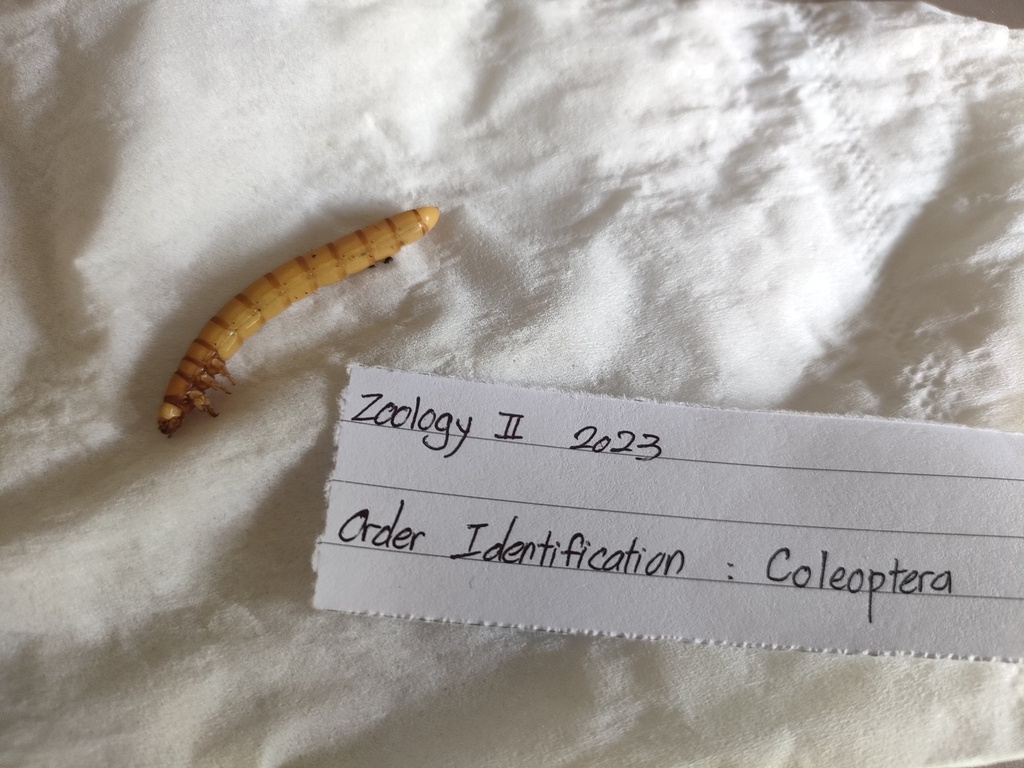 Darkling Beetles in April 2023 by crystalleow. Coleoptera (mealworm) Found it when digging the