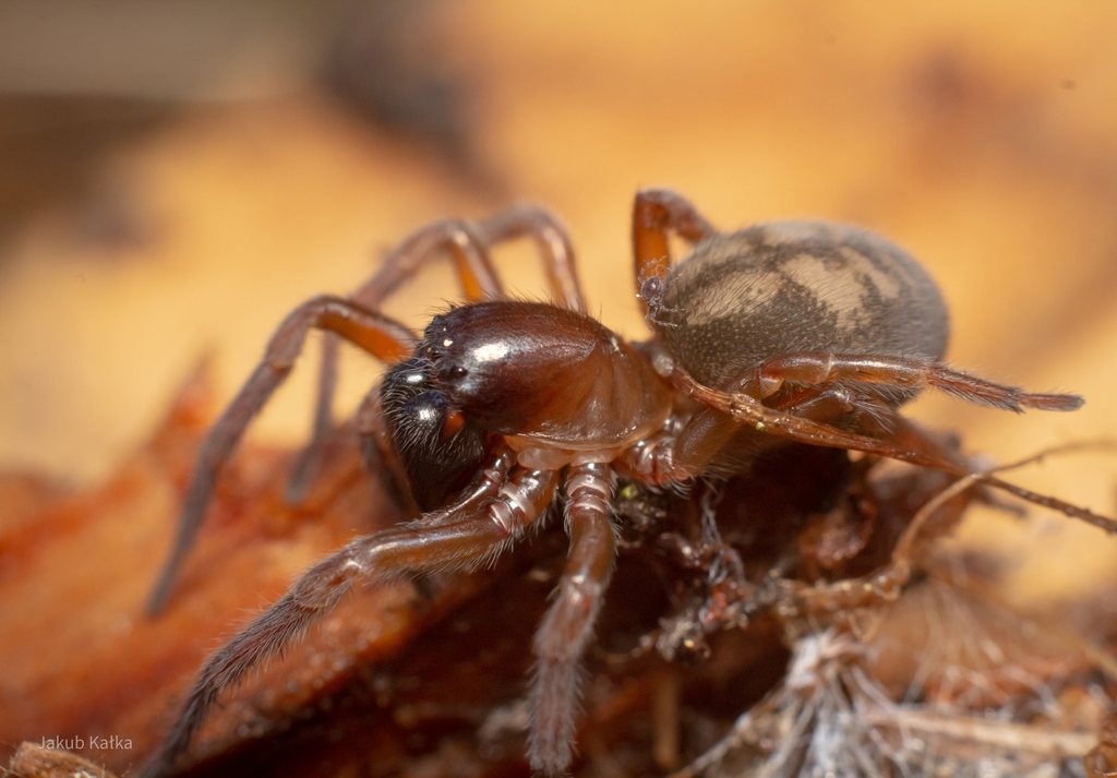 Callobius claustrarius