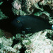 Whitefin Surgeonfish - Photo (c) Randall, J.E., some rights reserved (CC BY-NC)