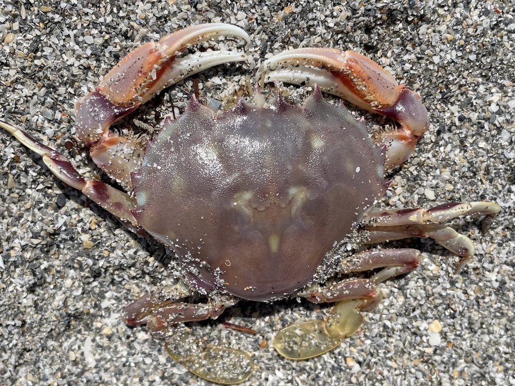 coarsehand lady crab