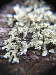 Parmeliopsis subambigua