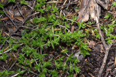 Crassula mataikona