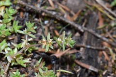 Crassula mataikona
