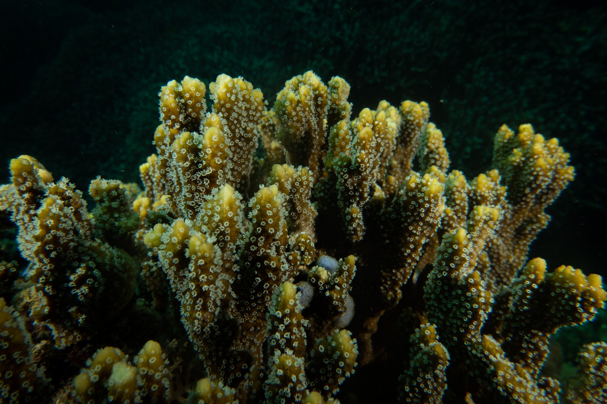 Montipora hispida (Dana, 1846)