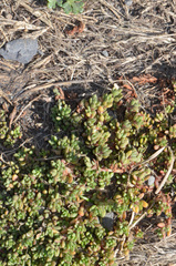 Crassula moschata