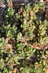 Crassula moschata