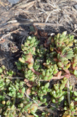 Crassula moschata