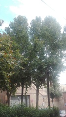 Platanus × hispanica