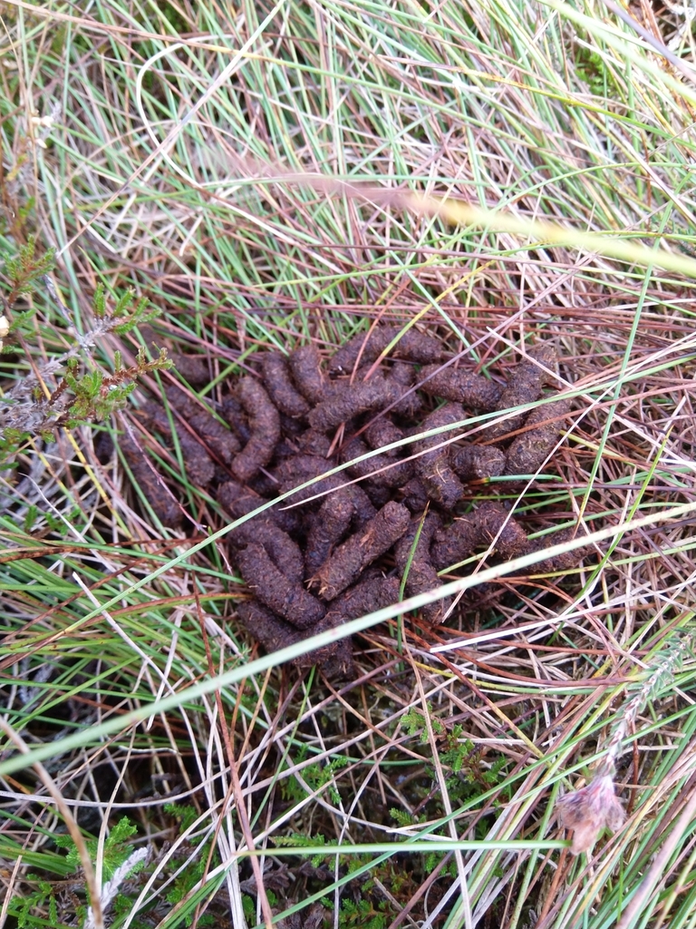 Red Grouse (scotica)