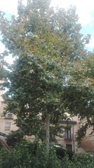 Platanus × hispanica