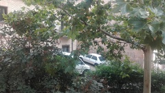 Platanus × hispanica