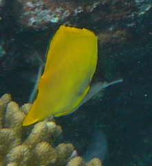 Forcipiger flavissimus