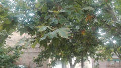 Platanus × hispanica