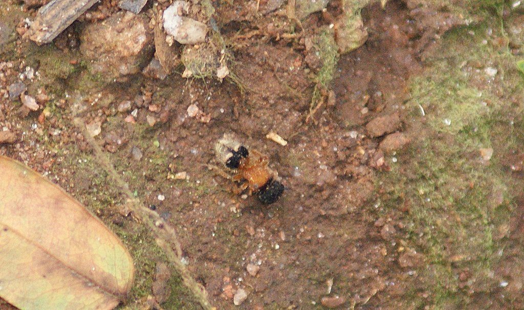 Pseudomethoca brevis