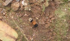 Pseudomethoca brevis