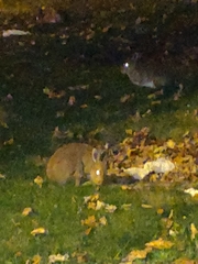 Lepus timidus hibernicus