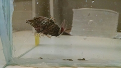 Rhamphocottus richardsonii