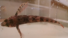 Longfin Sculpin photo 4