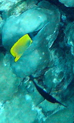 Forcipiger longirostris
