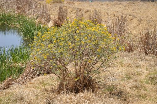 Willow Ragwort