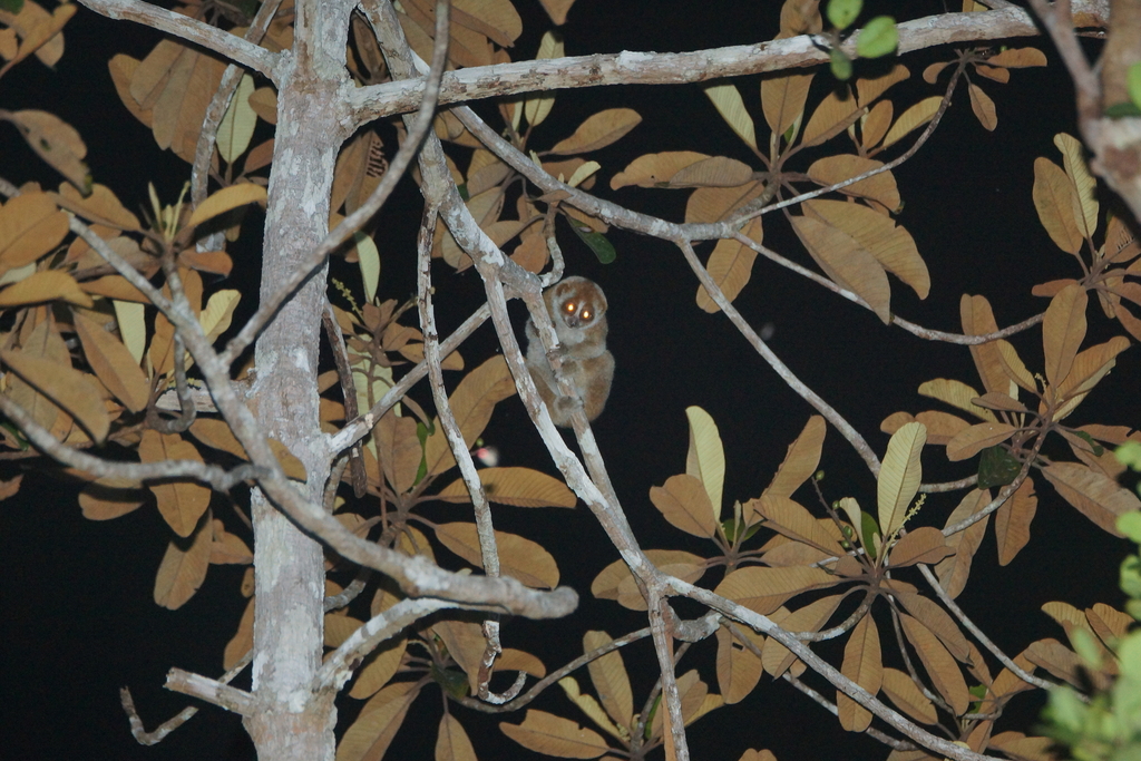 Bornean Slow Loris
